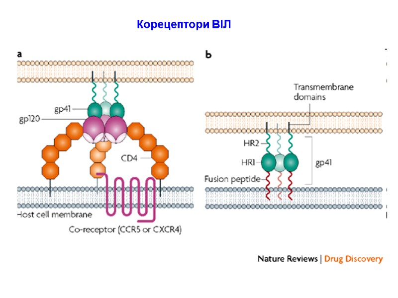 Корецептори ВІЛ